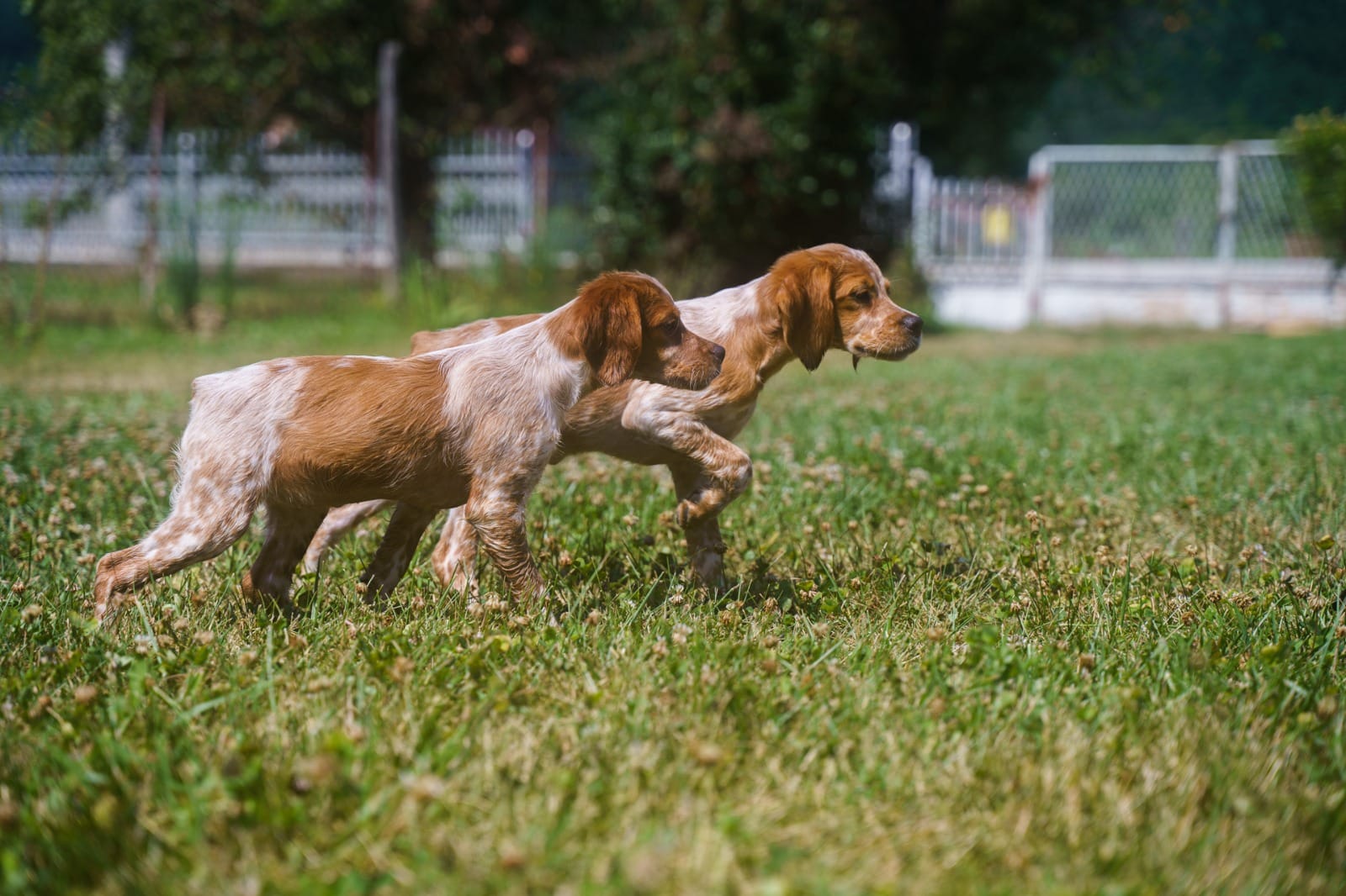 Image de l'article Permettre à son chien d'être un chien en sécurité? Est ce possible?