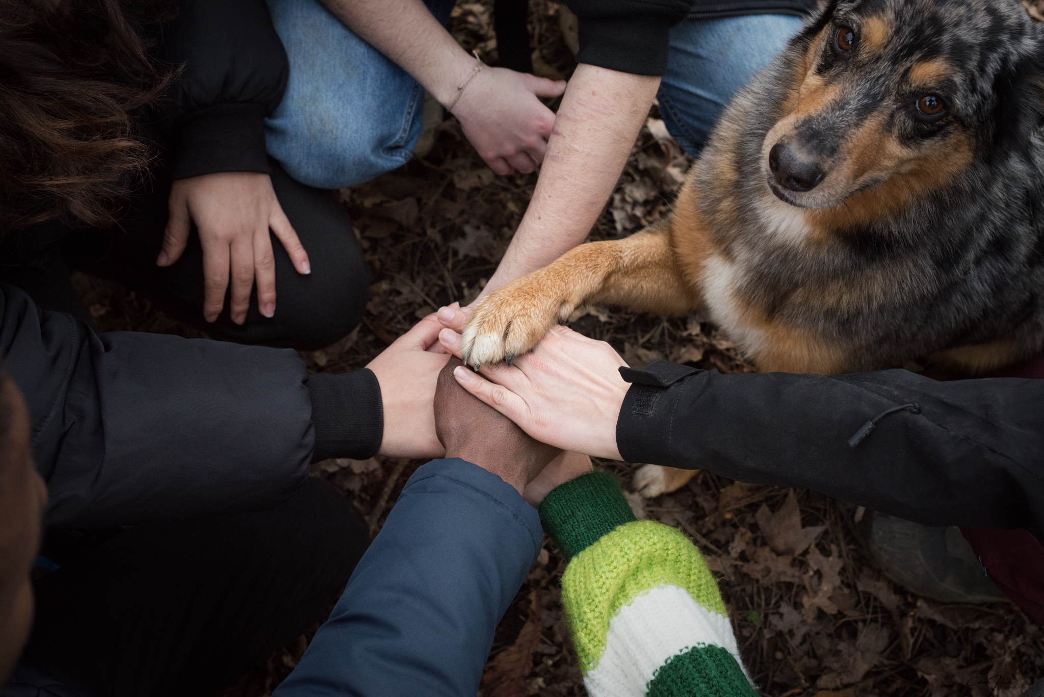 Image de l'article Médiation Animale: Ces choses qui m'ont fait vibrer.